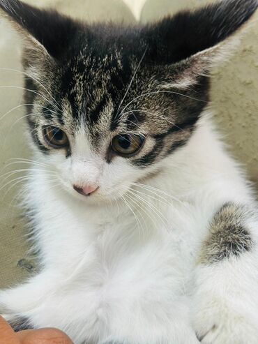 котята британские: Котята – очаровательные малыши разных окрасов: - Бело‑тигровые