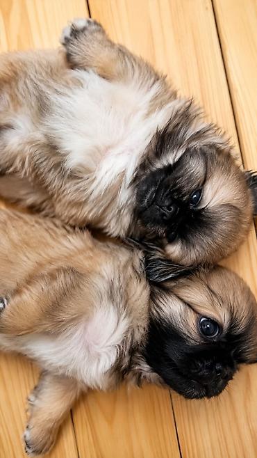Pekines, Peyvəndli