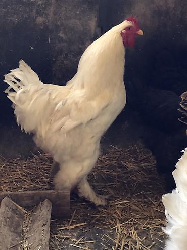 Куры, петухи: Продаю | Петух | Для разведения, На забой — 13