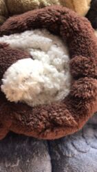 Одеяла и пледы: Плед, Новый, Все сезоны, Двусторонний, Плюшевый — 55