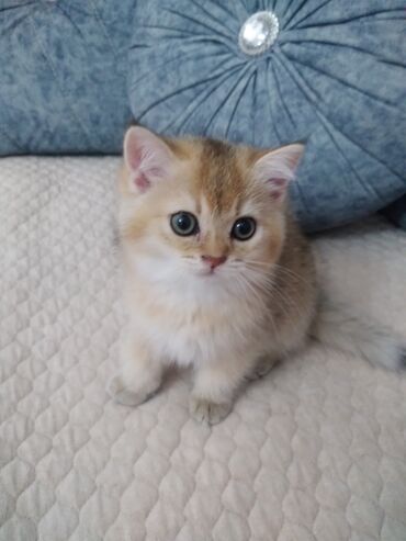 pi̇şi̇k: Qızıl şinşilla, Dişi, Yaxşı əllərə, Ünvandan götürmə, Ödənişli çatdırılma