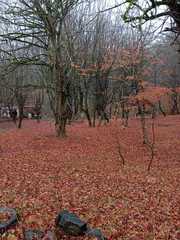 Restoran, kafelər: Masalli İsti su yaxin. 3 hektar ərazi 7 katej 6 bisetka. Tam islek -da lalafo.az — 11 Restoran, kafelər: Masalli İsti su yaxin. 3 hektar ərazi 7 katej 6 bisetka. Tam islek — 11