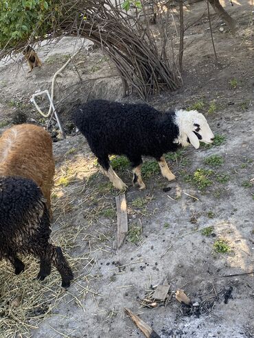 альпийская коза: Продаю | Овца (самка), Ягненок, Баран (самец) | Полукровка, Долан, Эдильбаевская | На забой, Для разведения, Для шерсти