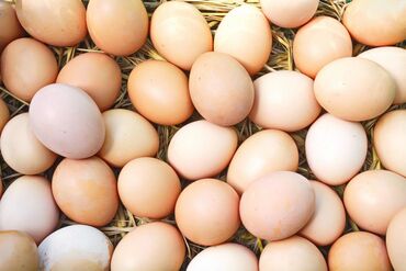 животны: Продаю | Инкубационные яйца | Хай-Лайн Браун, Хай-Лайн Соня Грей | Несушки