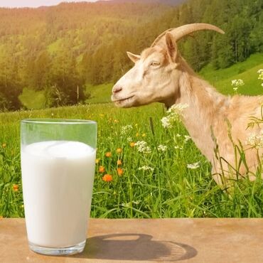 Продукты питания: Козье молоко по 160сом.Город Бишкек Село Ленинский Улица новая