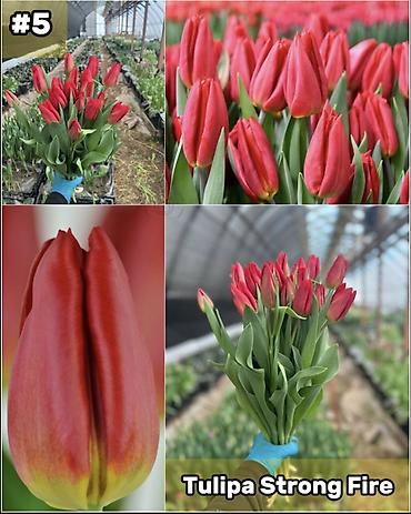 Организация мероприятий: Организация мероприятий | Букеты, флористика — 6