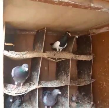 Göyərçinlər: Göyərçinlər
cütü 35 AZN — 6