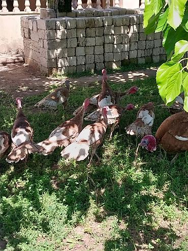 Quşlar: Kanada Borbon hindiuşkaları satılır ! 
28 fevral çıxmış cücələrdi ! — 4