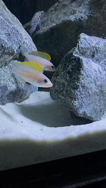 cau cau: Baliq. Tanganika. Рыба. Salam aleykum Neolamprologus caudopunctatus — 1