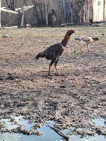 Другие животные: Другие животные — 5