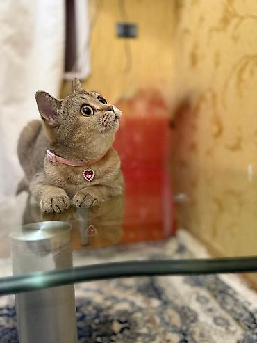 Кошки: Золотая шиншилла, В добрые руки — 6