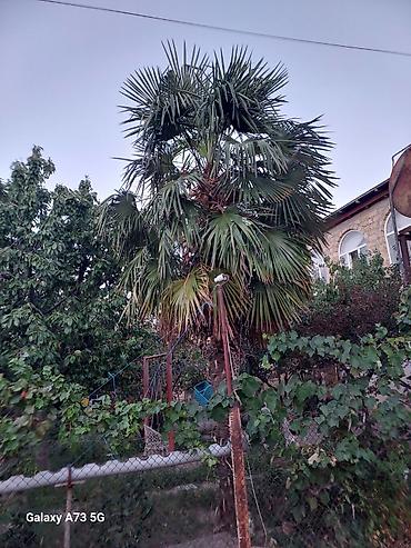 1.80 yolka: Trachycarpus fortunei (Kənarları pərli xurma/pal­ma) – həyət və bağlar — 5
