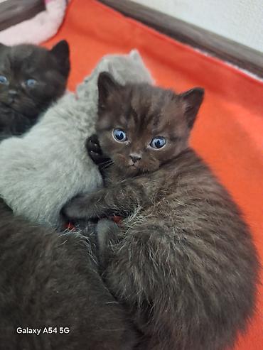 Кошки: Шотландская, Платная доставка, Самовывоз — 3