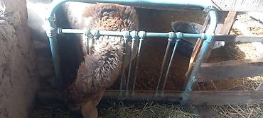 Баран, овца: Продаю | Овца (самка) | Для разведения — 4