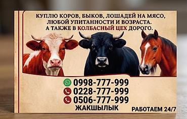 Айыл-чарба жаныбарлары: Жеке жак, Колбаса цехи : Уйлар, букалар, Жылкылар, аттар, Кочкорлор, койлор, | Күнү-түнү, Бардык шартта, Союлган — 1
