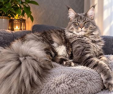 каракол кошка: Ит кууту: Мейн-кун, Эркек, 2 жаш, Документтери менен, Эмделген, Көгүлтүр — 3