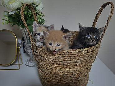 ищу котят: Ласковыеигривые и абсолютно здоровые котята ищут своих хозяев — 1