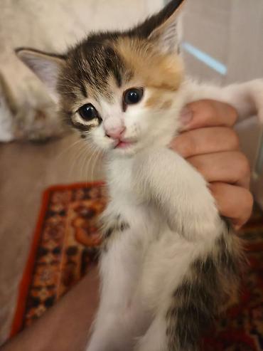 кошки продажа: Котята — домашние, ручные, игривые. На выбор несколько малышей: - — 8