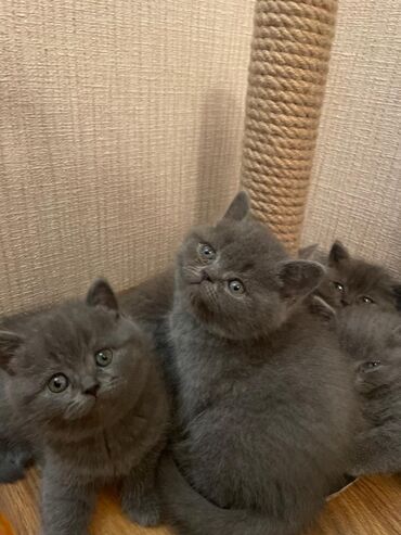 Pişiklər: Britan — 6