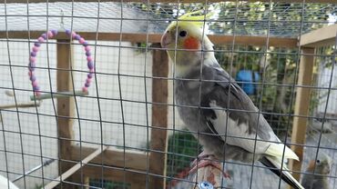 Tutuquşları: 2 disi 1 ərkek 1 yaşları var qefesle bir yerdə satılır qəfəsin uzunu — 4