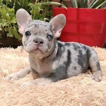 Άλλα: Beautiful French bulldog Puppies available for free adoption male