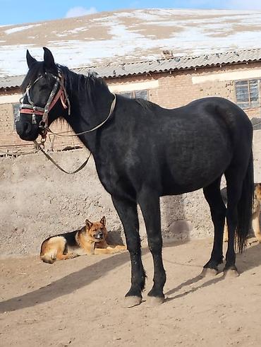 Лошади, кони: Продаю | Жеребец | Для разведения | Осеменитель — 5