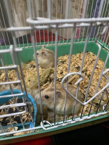 Хомяки: Хомяки — 6