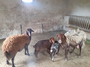 Qoyunlar, qoçlar: Dişi, Qala, il: 1, Damazlıq, Pulsuz çatdırılma