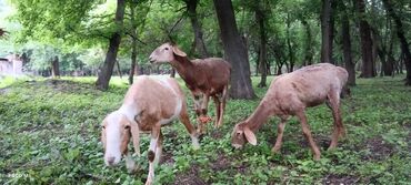 арашанские овцы: Продаю | Овца (самка), Баран (самец) | Полукровка
