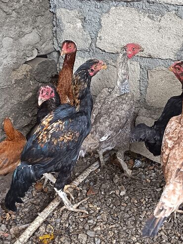 setter it cinsinin digər adı: Heyratı beçə. Cinsinə qanına tam cavabdehəm. Allah hamının malına