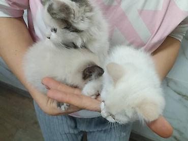бенгальские кошки цена бишкек: Домашние пушистые котята. по 100 сом. в добрые и заботливые руки — 7