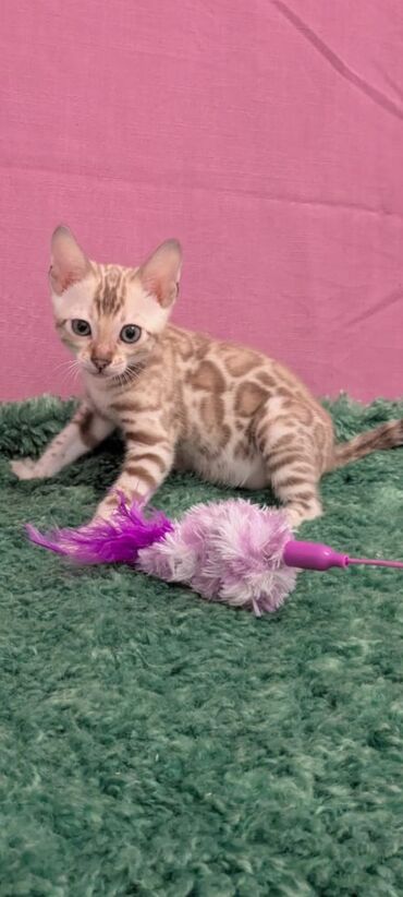 Продажа кошек: Бенгальская, 1 месяц, Девочка, Белый, Кастрирована, Приучена к лотку, Проглистована — 5