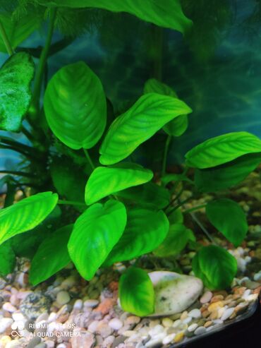 продам аквариум бу: Водоросли живые: Анубиас Бартера нана ( цветёт белыми и розовыми