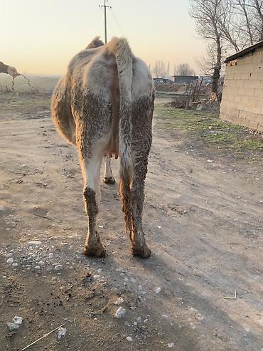 Коровы, быки: Продаю | Корова (самка) | Швицкая | Для молока — 5