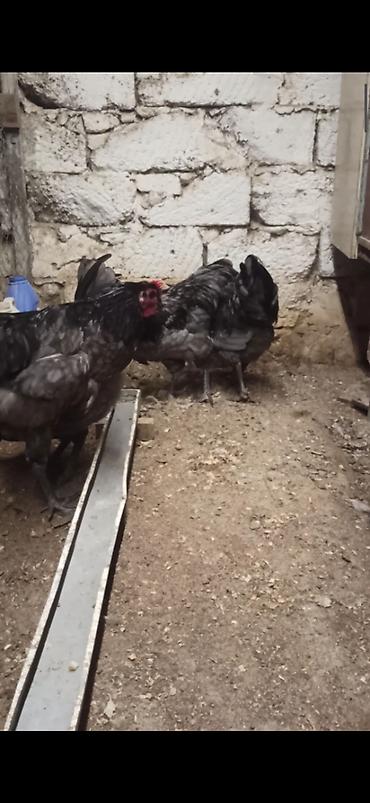 quslar satisi: Boz Australorp xoruz var satışda 2 eded Boz fere 7 ədəd sples fere 4 — 5