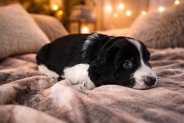 Продажа собак: Щенки спаниеля 🐶 Город: Кант Продаются щенки чистокровного спаниеля: 🐾 — 2