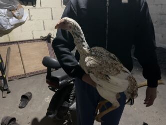 купить домашних курей: Дакан мекиш жаашы 7айлык