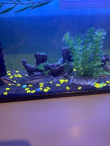 Akvariumlar: 3 ədəd papuqay balığı satılır biri böyük ikisi baladır vhatsaap ilə — 1
