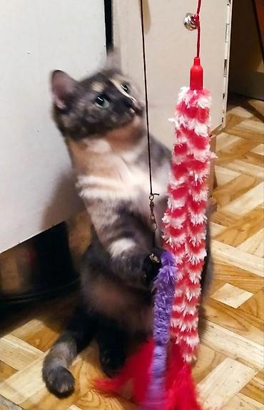 ласка: Друзья !! Очень ласковая и умная добрейшая .воспитанная кошечка 2х — 2