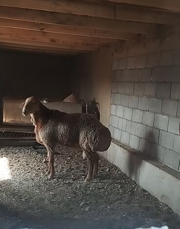 Бараны, овцы: Продаю | Баран (самец) | Арашан | Для разведения | Племенные