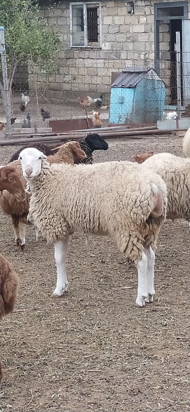 Ördəklər: 1ədədd temiz qala qoçu 14əddəd 9qoyun 5quzu Çoxsu boğazdır 1ri bu gün