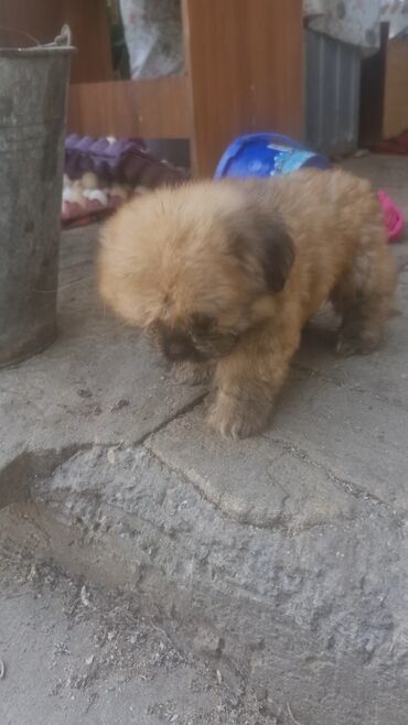 İtlər: Şpitz, 2 ay, Dişi