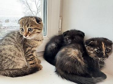 Продажа кошек: Котята 500с каждая . мама вислоухая. 2 месяца котятам. можно забрать с — 2