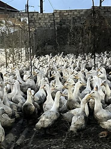 dovsan sekilleri: Məhsul: Ağ yerli ördəklər (kütləvi sayda) Təsvir: - Şəkillərdə — 5