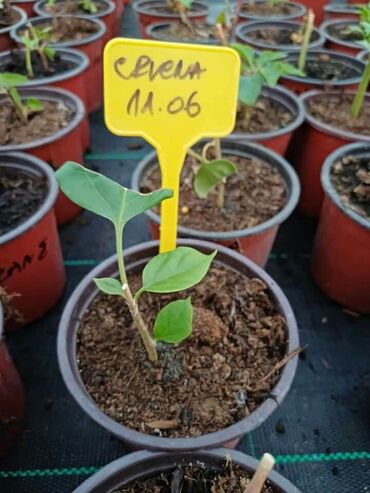 Ostale kućne biljke: Ožiljene bogumile po 900 — 3