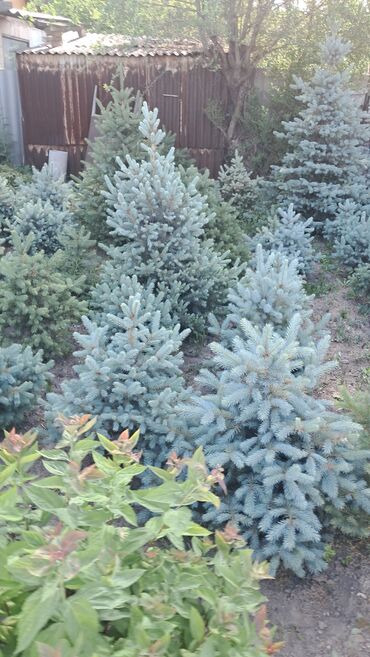 Декоративные деревья: Саженцы деревьев: Ели — 3