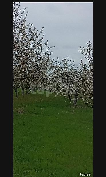 bilgeh ev satilir: Kənd təsərrüfatı, Makler, Kupça (Çıxarış) — 3