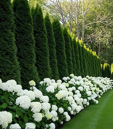 беседка сколько стоит: Туя западная (Thuja occidentalis) для живых изгородей и топиарной — 10