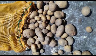 семина картошка: Картошка Джелли, Оптом
