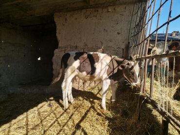 торпок эркек: Продаю | Бык (самец), Музоо, торпок | Симментальская | Для разведения